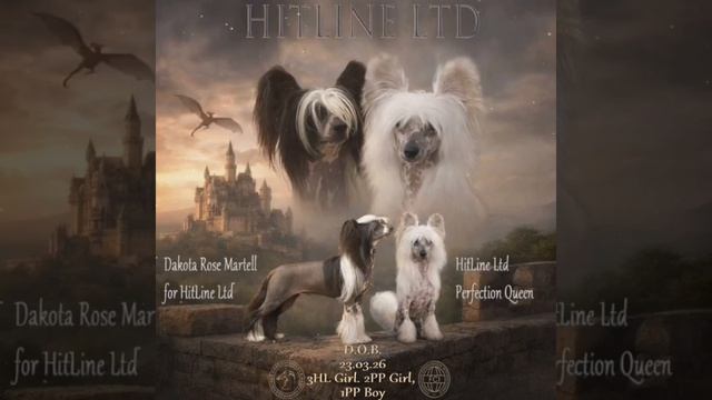 Презентация помета.mp4