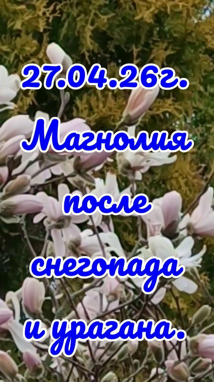 27.04.26г.Магнолия после снегопада урагана.