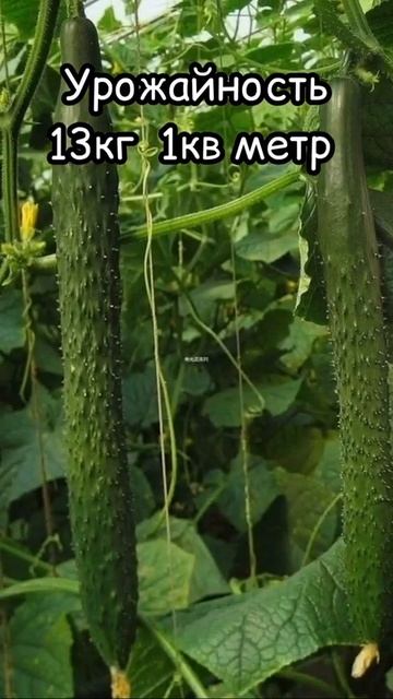 Дача своими руками.