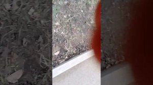 ALiEn—экстремальные прятки в парке