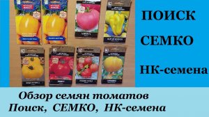 Обзор семян томатов Поиск, Семко, НК-семена