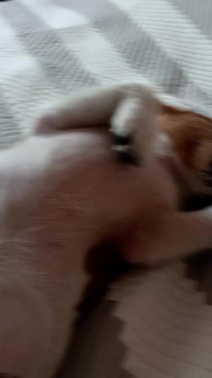 играю с собакой