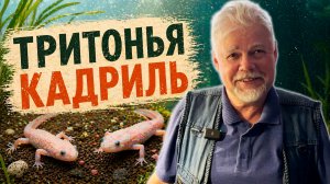 Аквариумные истории из ЭКЗОМЕНЮ (30.04.2026). Тритонья кадриль.