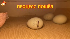 Цыплёнок внутри яйца уже пробивает путь наружу