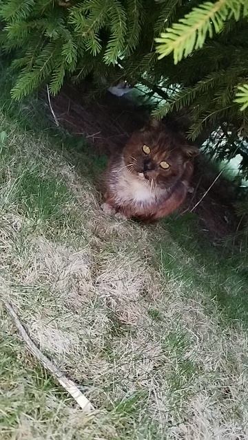 Кто тут у нас спрятался?