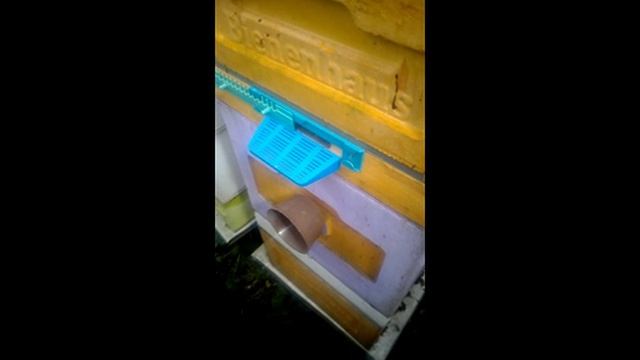 смотрю как развивается августовский отводок пчел при апрельском похолодании , 30.04.2026