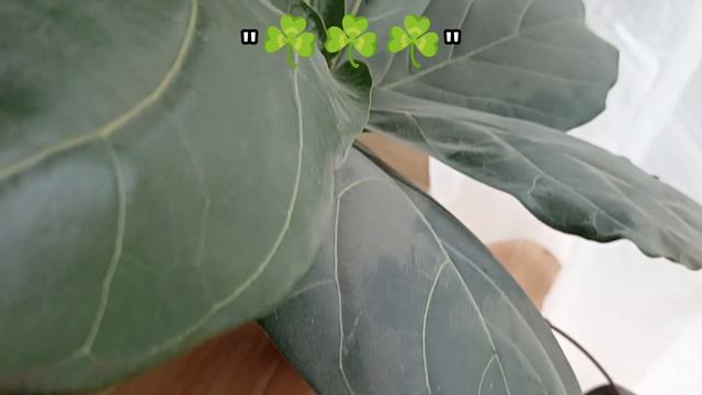 утренний влог *встал в 6 утра....*