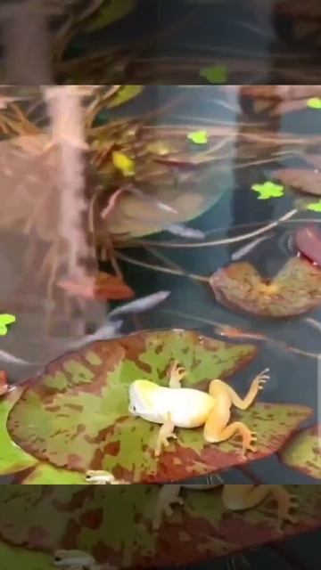 Video_2026-03-13_10-04-20