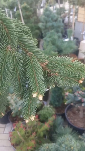 ❤🌲Ель Инверса на штамбе
✔Продажа растений в макс и телеграм канале: Https://t.me/love_is_hvoiny_dvor