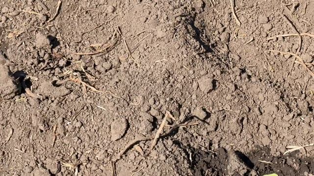 Высадка Табака в грунт (конец апреля)