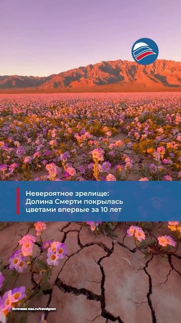 Невероятное зрелище: Долина Смерти покрылась цветами впервые за 10 лет