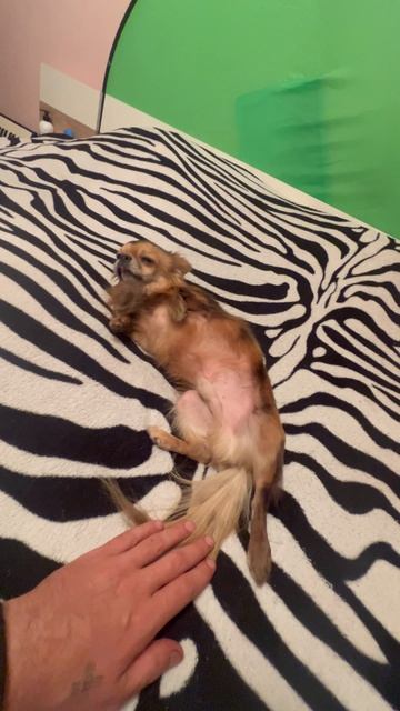 Песозебра #сницкий #дмитрийсницкий #сницкийплей #куплинов