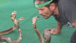 Игра  с кобрами (Playing with cobras)