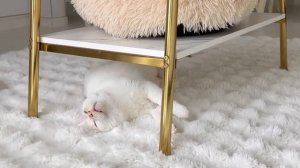 270 Видеоблог о жизни на выходных 3 кошек и домохозяйки 50-х г