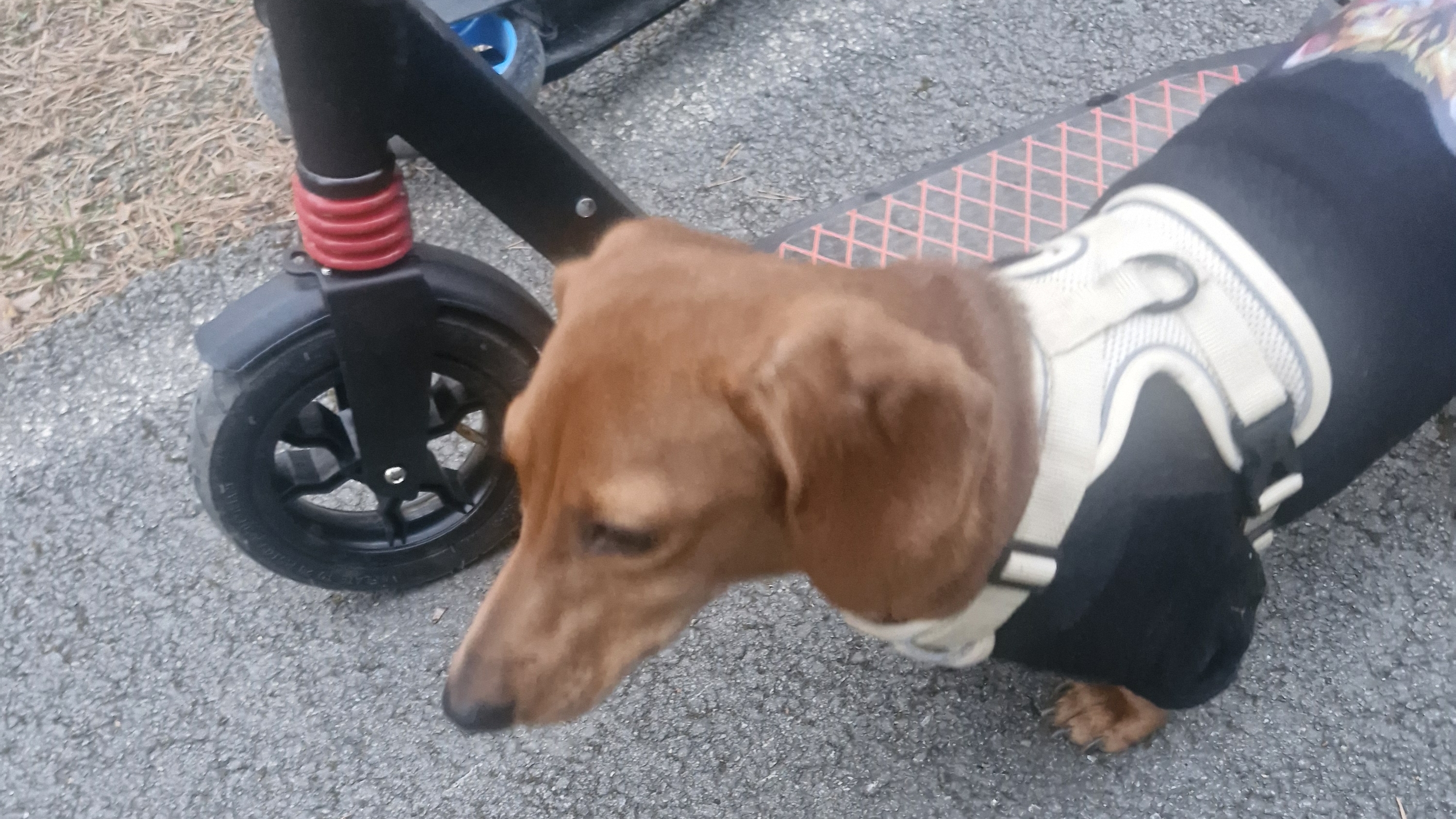 прогулка в лесу