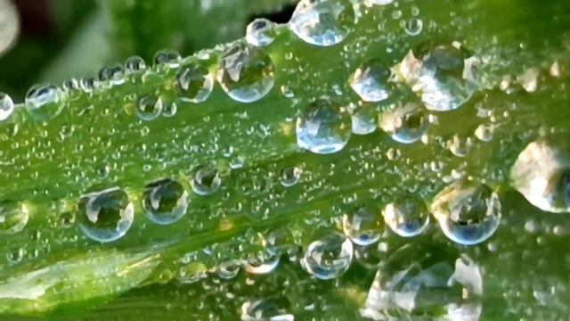 Как выглядят капли утренней росы.