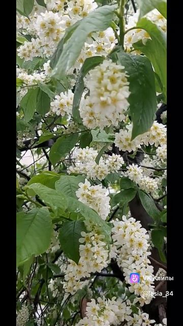 Если не знаешь, что делать, дождись  утра,,, #черемуха