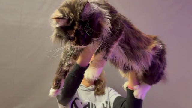 Аманда весна 2026