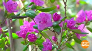 Маральник - сибирская сакура. Доброе утро. Фрагмент выпуска от 30.04.2026