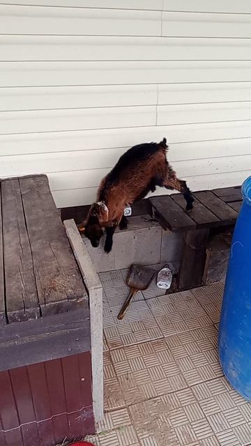 коза любит лазить по столу