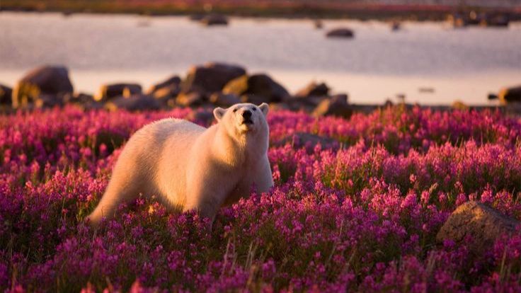 Коран на русском языке сура 030. Рум ( Ар-Рум )