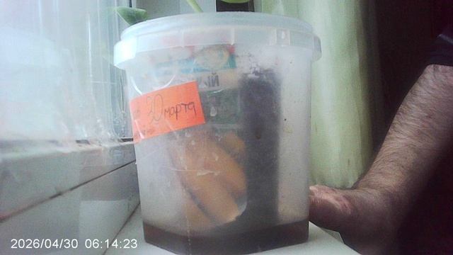 Обзор кабачкового растения сорта 