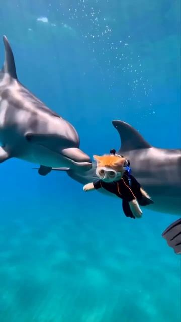 Коты дайверы 2026