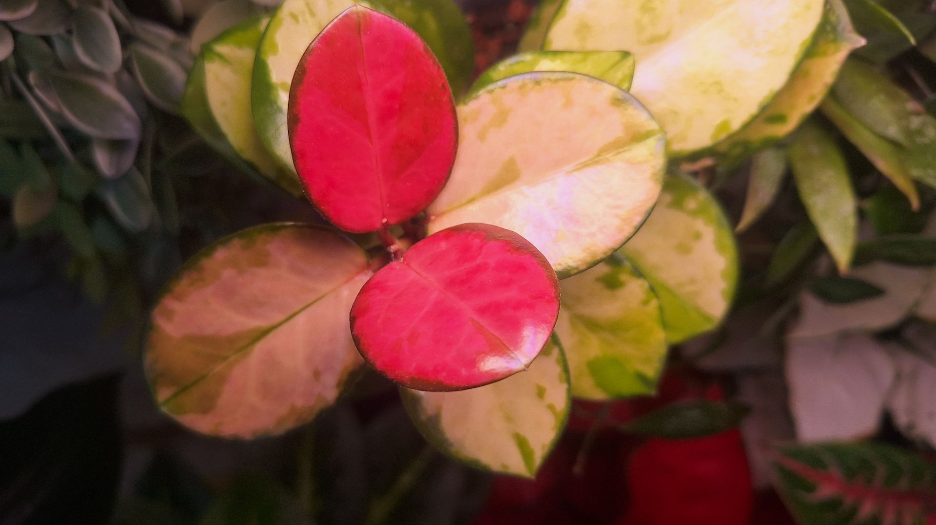 Яркие акценты на полках с растениями