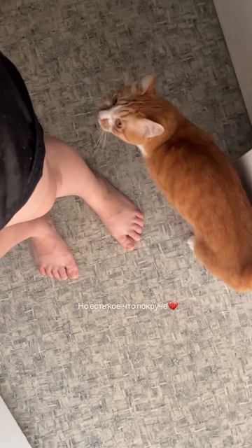 Мой чудесный мальчик Лаки🧡 он же Лакуша, Ванька, жопа рыжая 🥹  #возвращениексебе #блогснуля