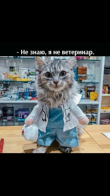 Дальше идти опасно, возьми это) Приколы с котами