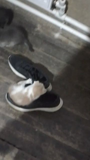 котята у моей бабушки