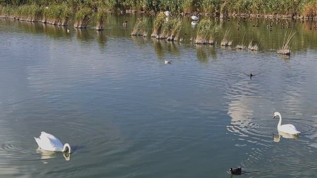 Окрестности санаторияСакрополь.Побывали на трёх озерах.Крым г.Саки-13.09.2025 год.