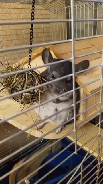 Шиншилла Тимоха ест сено из сенницы