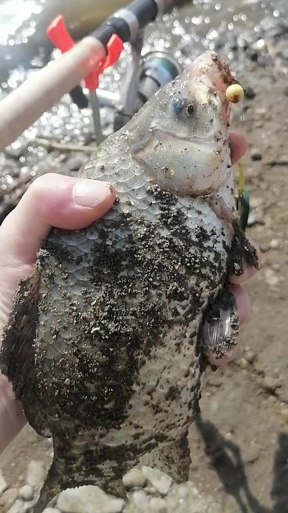 Открытие по карасю 2026