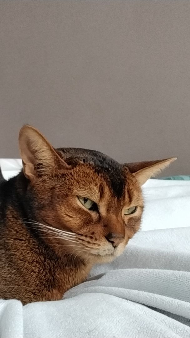 Первое видео с моими котами — Рыськой и Зефиром