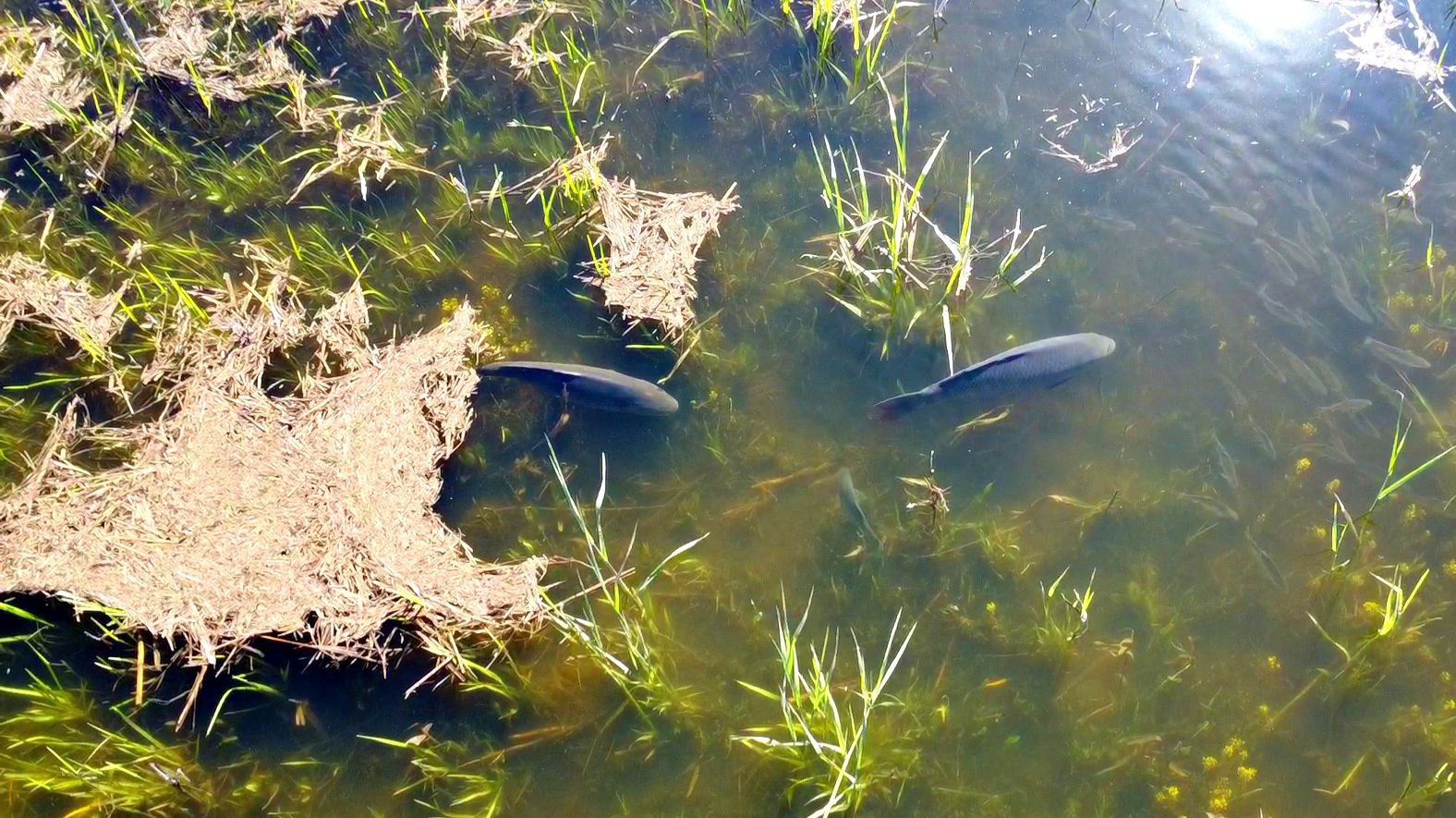 НЕРЕСТ ОГРОМНЫХ САЗАНОВ