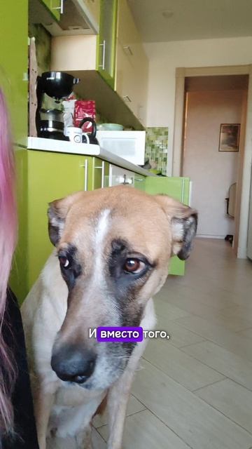 Ботинки для собак 👢