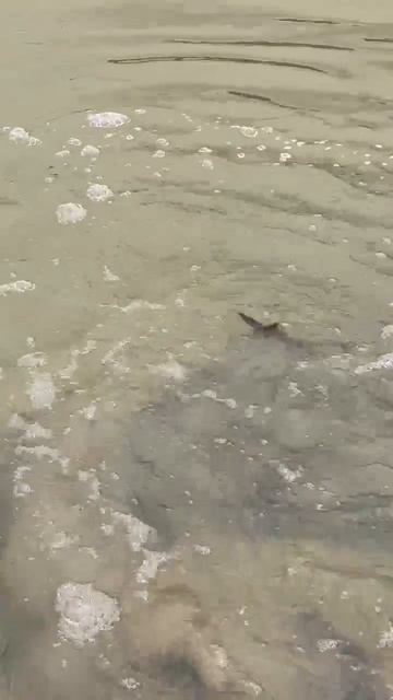 зарыбление 30.04