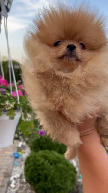Щеночек🐶