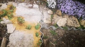 Обрагораживание тропинки суккулентом