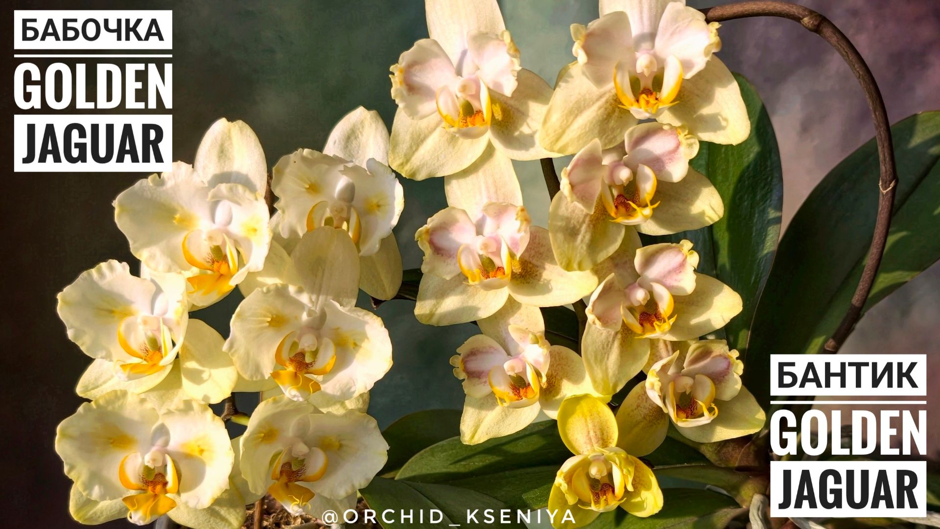 Phal. Golden Jaguar 🌼Старый голландский сорт орхидеи Голден Ягуар в двух мутациях: бантик и бабочка