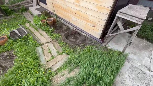 Жизнь вне орхидей - у меня  ШАХТЕР вернулся и краткии обзор сад огорода