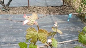 Виноград Клубничный на 30.04.26г. Виноградник Король В. Н. г.Краснодар тел. 8-918-62-41-307.