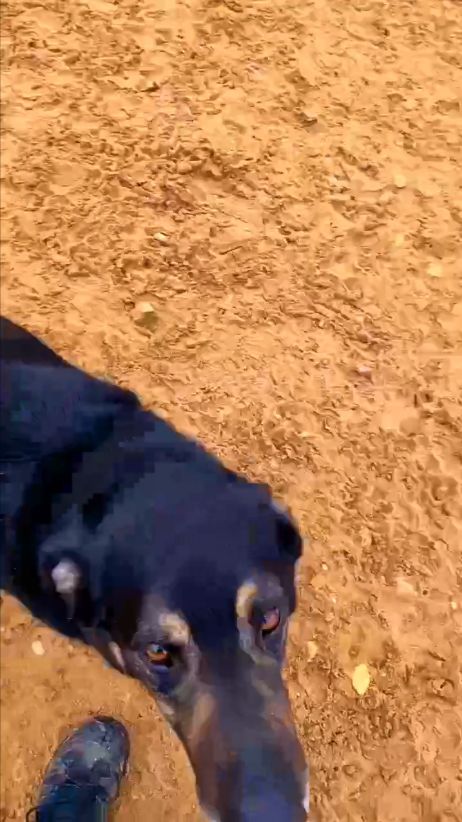 Опа! Опа!  Приют в Малинках приютдляживотных