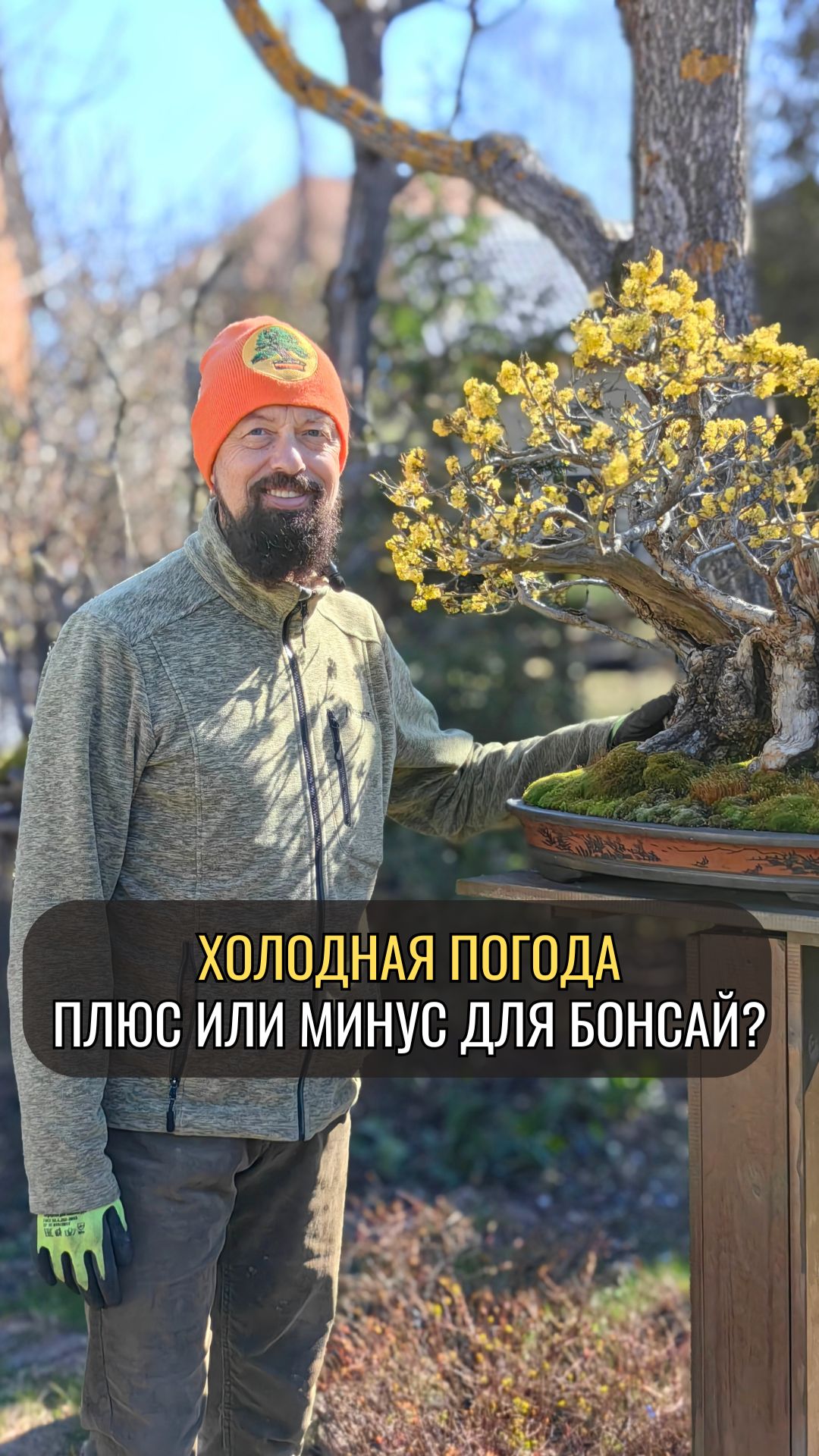 Холодная погода - плюс или минус для бонсай?