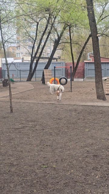 Черные и белые друзья Пряника 30-04-2026