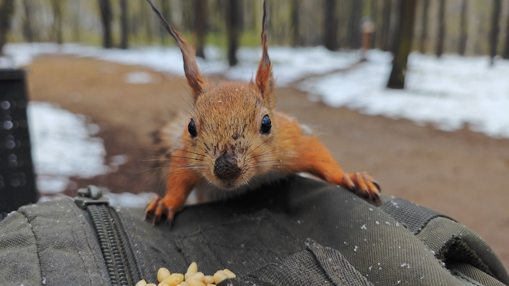 Прибежали голодные белки. Зарисовка