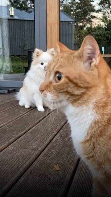 «Кто ты такой?»