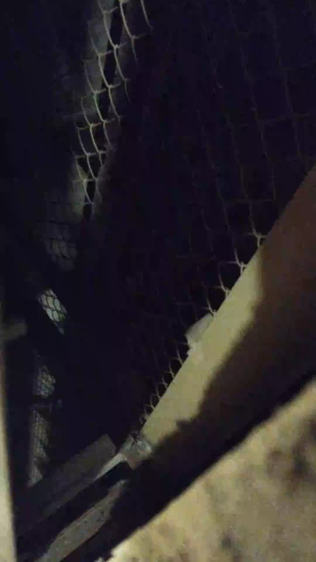 Мы идём гулять с собакой! | 30-апр-2026