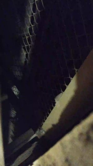 Мы идём гулять с собакой! | 30-апр-2026